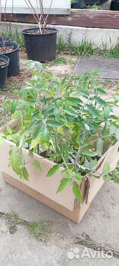 Рассада помидор томатов