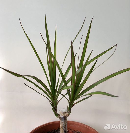 Драцена окаймленная (Basic green)