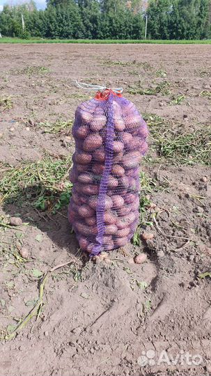 Катофель красный оптом от 20 тонн