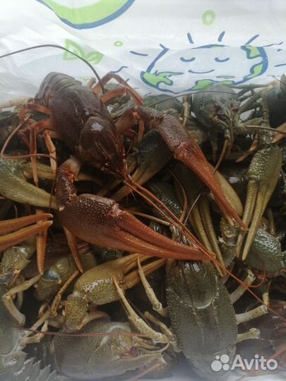 Самые крупные раки
