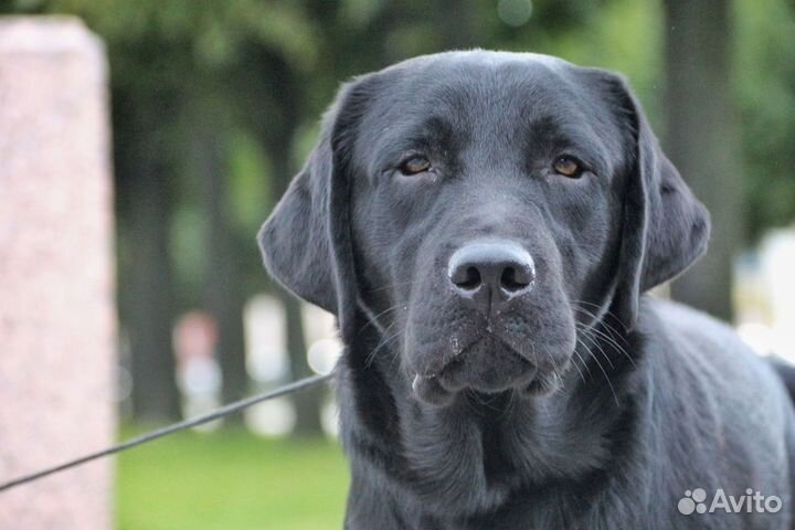 Лабрадор. Подрощенный кобель