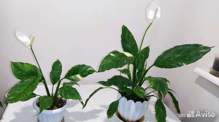 Спатифиллум вариегатный Diamond