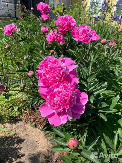 Продажа растений