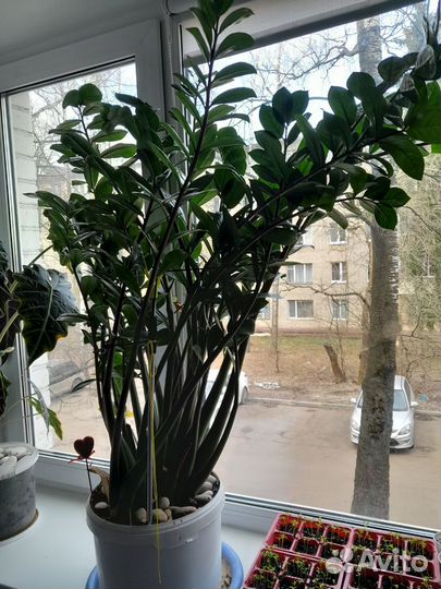 Комнатные цветы