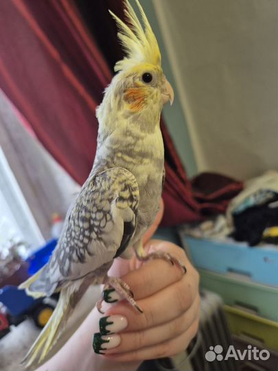 Попугай корелла птенец