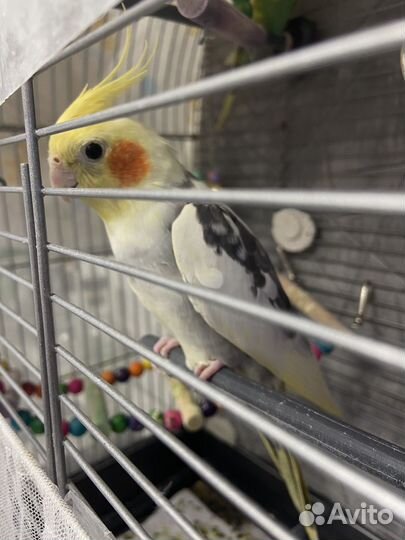 Попугай корелла с клеткой