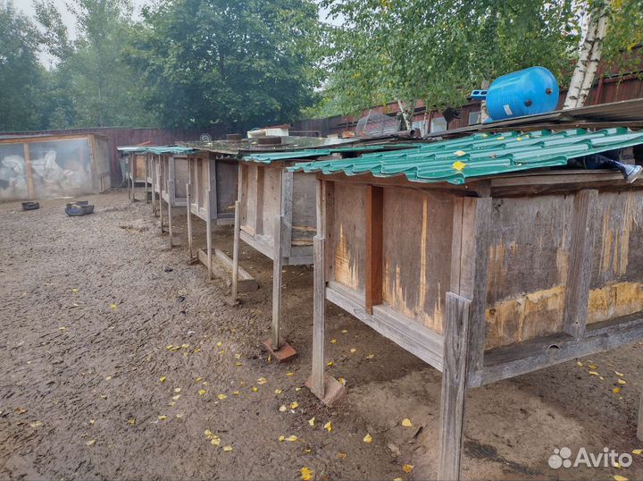 Уличный Крольчатник