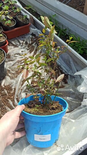 Клубника Гортензии Лилии Хосты