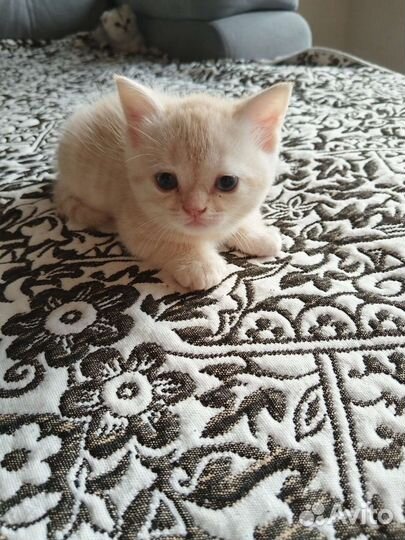 Шотландские вислоухие котята