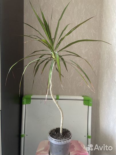 Драцена маргината