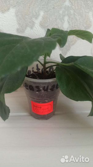 Гибискус Antique Treasure