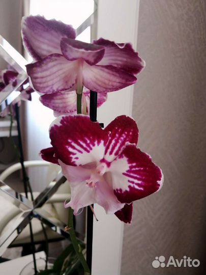 Орхидея Тинкербелл кисс