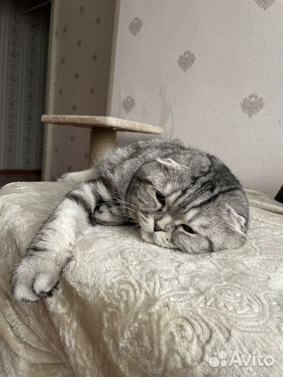 Шотландский вислоухий кот отдам в добрые руки