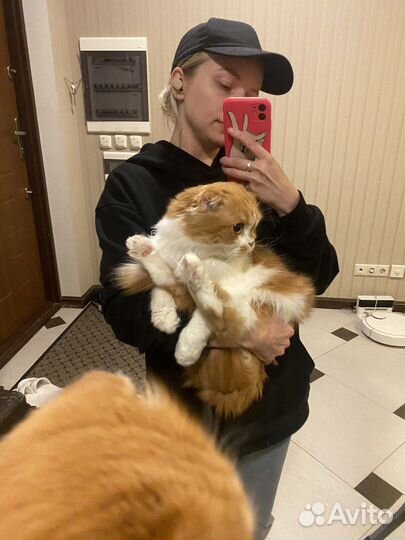 Догситтер и котораб