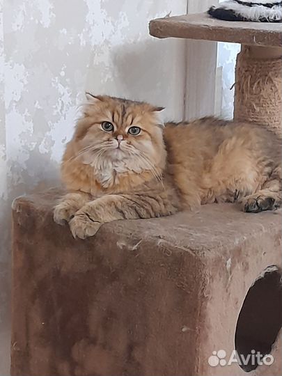 Отдам кота в добрые руки