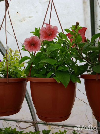 Рассада цветов и овощей