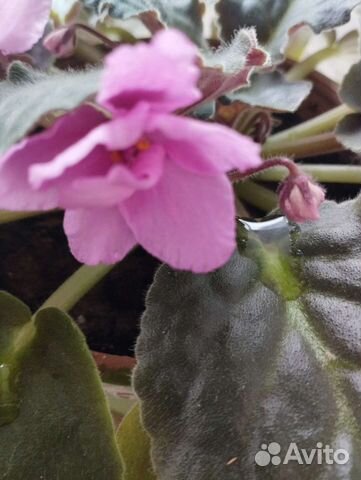 Фиалка в горшках