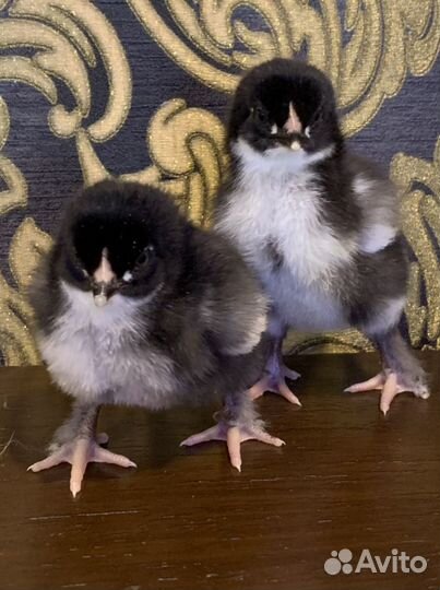 Маран черно-медный яйцо, цыплята