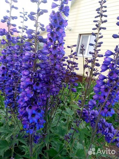 Дельфиниум, лилии