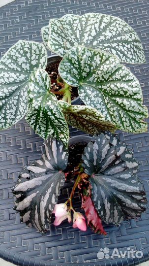 Бегонии Кейн