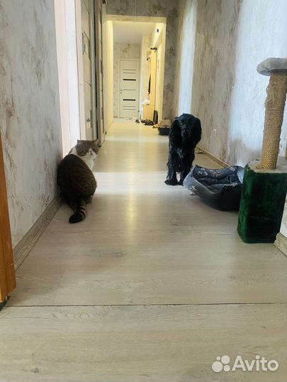 Передержка животных и выгул собак