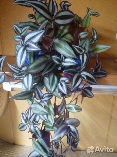 Традесканция зебрина