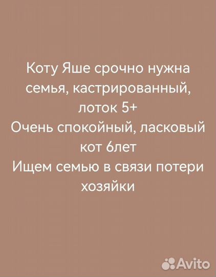 Кот Яша