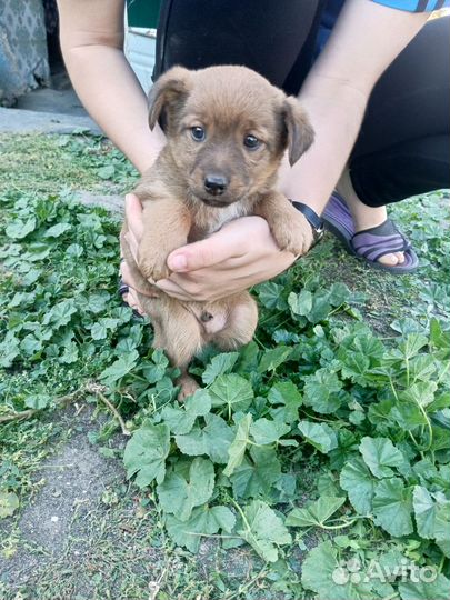 Щеночки в добрые руки