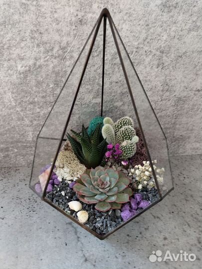 Флорариум суккуленты