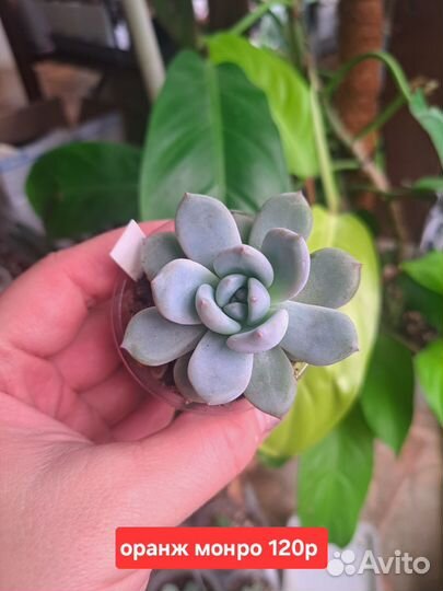 Суккуленты