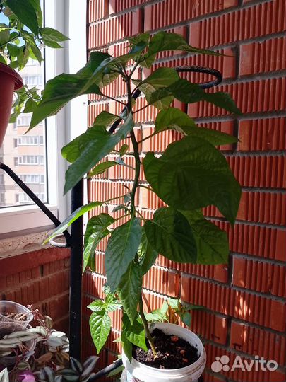 Перец хабанеро