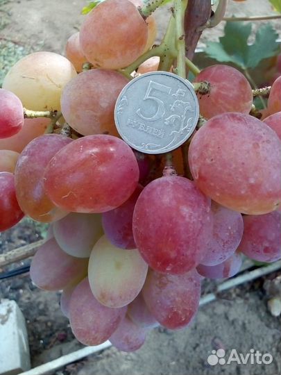 Продаю саженцы винограда