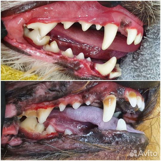 Ультразвуковая чистка зубов собакам