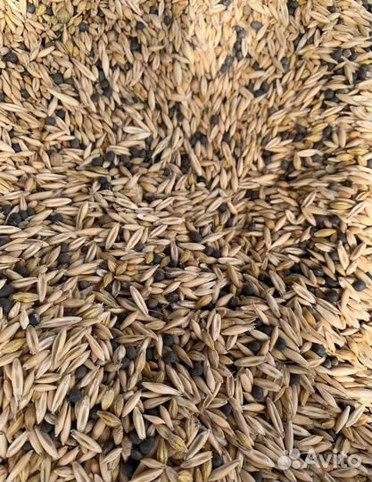 Фуражная пшеница, Фуражный ячмень на корм