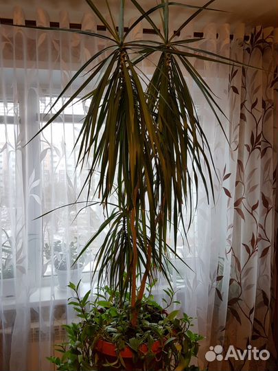 Продается домашний цветок