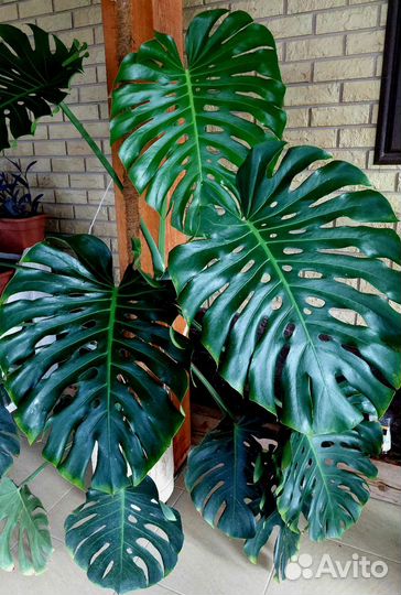 Продам/обменяю Монстеру