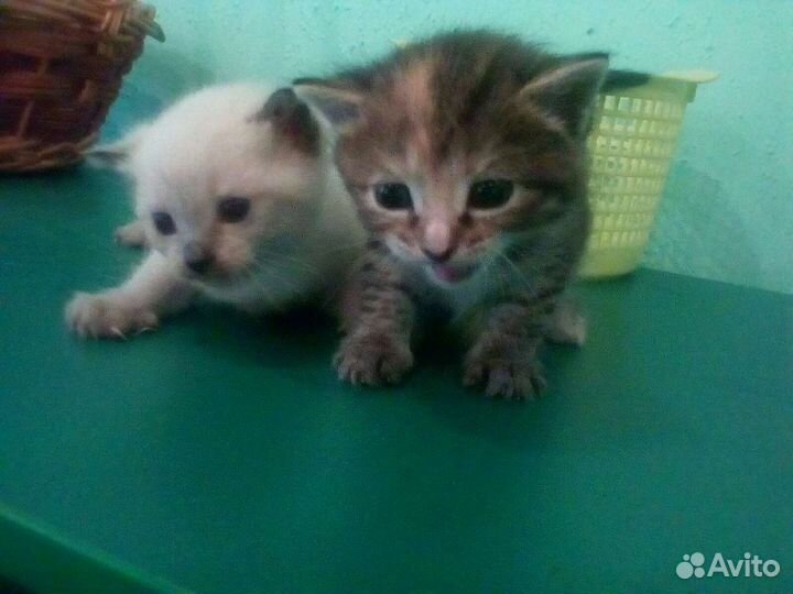 Котятки в добрые руки