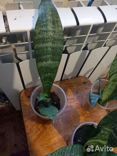 Сансивьерия