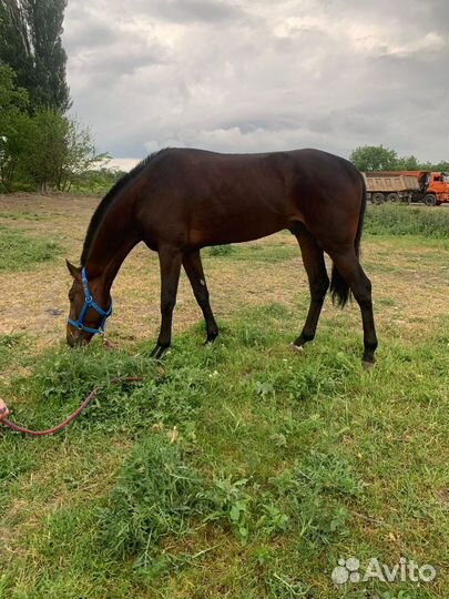 Лошадь английская