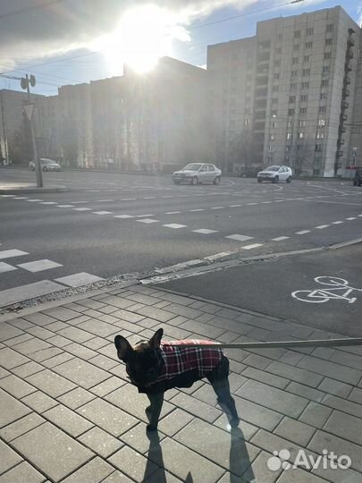 Вязка французский бульдог