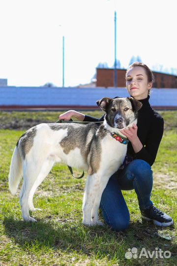Собака в добрые руки Лего