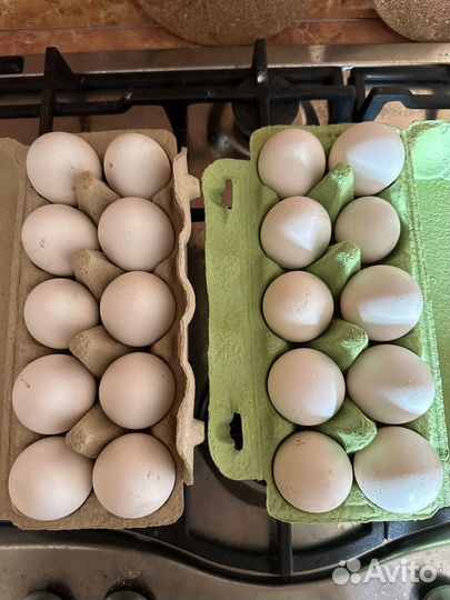Домашние куриные яйца