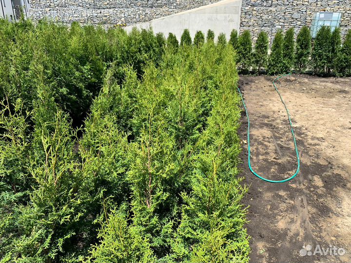 Туи смарагд