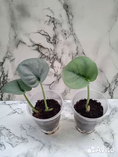 Сциндапсус Платинум, Экзот, Сильвер Энн, Биг ливз