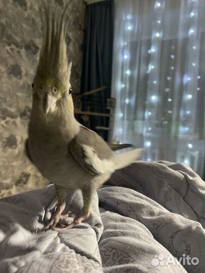 Попугай корелла с клеткой