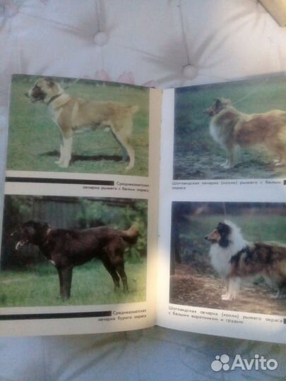 Книга о собаках