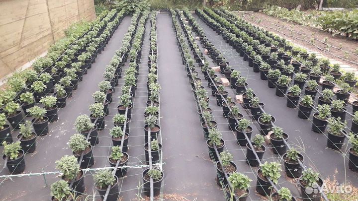 Хризантемы мультифлора в горшках