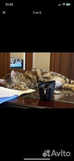 Бенгальская кошка