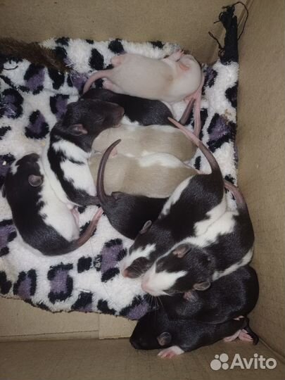 Крысята бесплатно