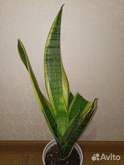 Сансевиерия Футура Суперба